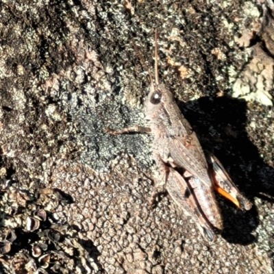 Phaulacridium vittatum (Wingless Grasshopper) at Bobundara, NSW - 12 May 2023 by trevorpreston