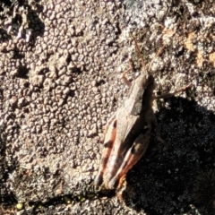 Phaulacridium vittatum at Bobundara, NSW - 12 May 2023