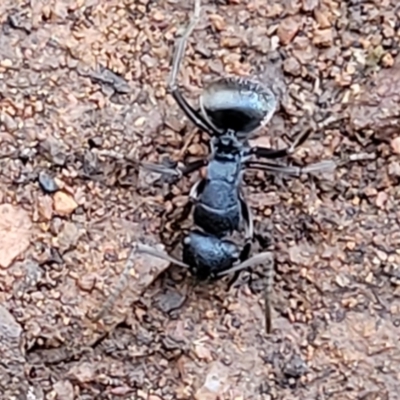 Polyrhachis phryne (A spiny ant) at Bobundara, NSW - 12 May 2023 by trevorpreston