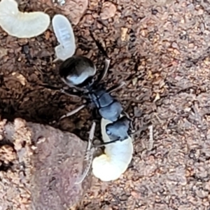 Polyrhachis phryne at Bobundara, NSW - 12 May 2023 11:06 AM