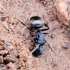 Polyrhachis phryne at Bobundara, NSW - 12 May 2023 11:06 AM