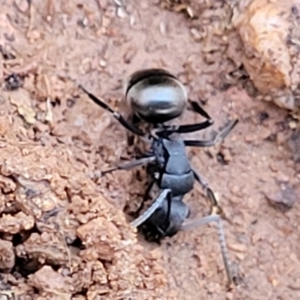 Polyrhachis phryne at Bobundara, NSW - 12 May 2023