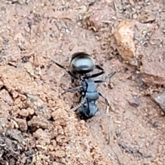 Polyrhachis phryne at Bobundara, NSW - 12 May 2023 11:06 AM