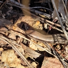 Lampropholis guichenoti (Common Garden Skink) at Bobundara Nature Reserve - 12 May 2023 by trevorpreston