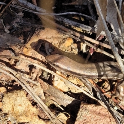 Lampropholis guichenoti (Common Garden Skink) at Bobundara, NSW - 12 May 2023 by trevorpreston