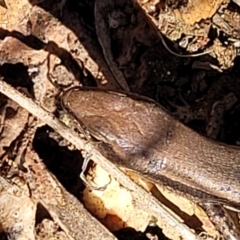 Lampropholis guichenoti at Bobundara, NSW - 12 May 2023
