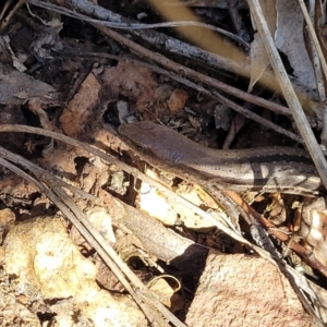 Lampropholis guichenoti at Bobundara, NSW - 12 May 2023