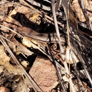 Lampropholis guichenoti at Bobundara, NSW - 12 May 2023