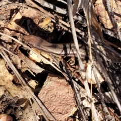 Lampropholis guichenoti at Bobundara, NSW - 12 May 2023