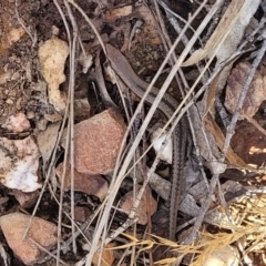 Lampropholis guichenoti at Bobundara, NSW - 12 May 2023 11:05 AM