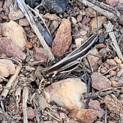 Macrotona australis (Common Macrotona Grasshopper) at Bobundara, NSW - 12 May 2023 by trevorpreston