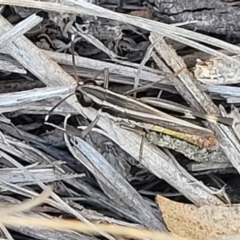 Macrotona australis at Bobundara, NSW - 12 May 2023