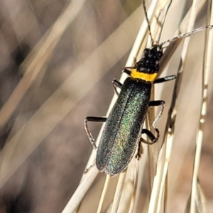 Chauliognathus lugubris at Bobundara, NSW - 12 May 2023