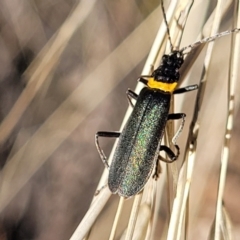 Chauliognathus lugubris (Plague Soldier Beetle) at Bobundara Nature Reserve - 12 May 2023 by trevorpreston