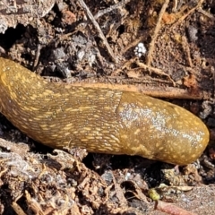 Limacus flavus (Yellow Cellar Slug) at Bobundara, NSW - 12 May 2023 by trevorpreston