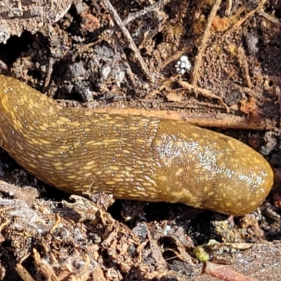 Limacus flavus (Yellow Cellar Slug) at Bobundara Nature Reserve - 12 May 2023 by trevorpreston