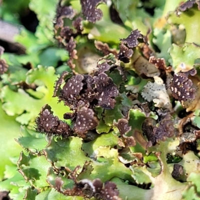 Unidentified Lichen at Bobundara, NSW - 12 May 2023 by trevorpreston