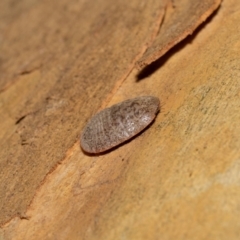 Unidentified Scale insect or Mealybug (Hemiptera, Coccoidea) at Acton, ACT - 12 May 2023 by MarkT
