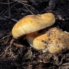 Unidentified Cap on a stem; gills below cap [mushrooms or mushroom-like] at Bobundara, NSW - 12 May 2023 by trevorpreston