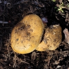 Cortinarius sp. at Bobundara, NSW - 12 May 2023 10:58 AM