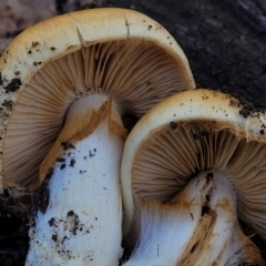 Cortinarius sp. at Bobundara, NSW - 12 May 2023