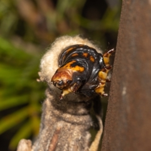 Metura elongatus at Acton, ACT - 12 May 2023