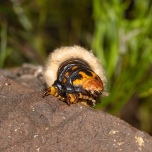 Metura elongatus at Acton, ACT - 12 May 2023