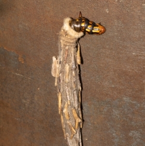 Metura elongatus at Acton, ACT - 12 May 2023