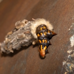 Metura elongatus at Acton, ACT - 12 May 2023