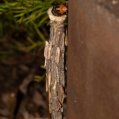 Metura elongatus at Acton, ACT - 12 May 2023