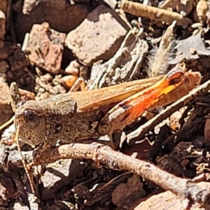 Exarna includens at Bobundara, NSW - 12 May 2023 10:56 AM