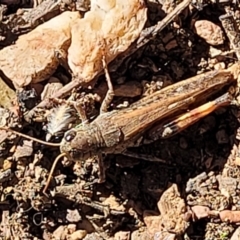 Exarna includens at Bobundara, NSW - 12 May 2023 10:56 AM