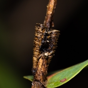 Aphrophorinae (subfamily) at Acton, ACT - 12 May 2023 01:06 PM