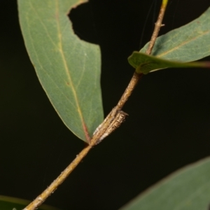 Aphrophorinae (subfamily) at Acton, ACT - 12 May 2023