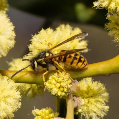 Vespula germanica (European Wasp, German Yellowjacket Wasp) at Acton, ACT - 12 May 2023 by MarkT