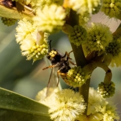 Vespula germanica at Acton, ACT - 12 May 2023 02:31 PM