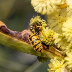 Vespula germanica at Acton, ACT - 12 May 2023