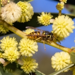 Vespula germanica at Acton, ACT - 12 May 2023