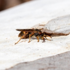 Polistes (Polistella) humilis (Common Paper Wasp) at ANBG - 12 May 2023 by MarkT