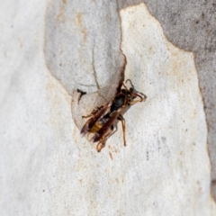 Polistes (Polistella) humilis at Acton, ACT - 12 May 2023