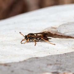 Polistes (Polistella) humilis at Acton, ACT - 12 May 2023