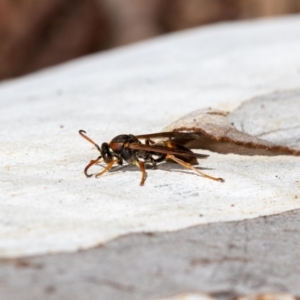 Polistes (Polistella) humilis at Acton, ACT - 12 May 2023 02:19 PM