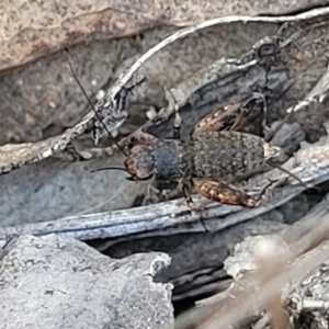 Calperum ottei at Bobundara, NSW - 12 May 2023