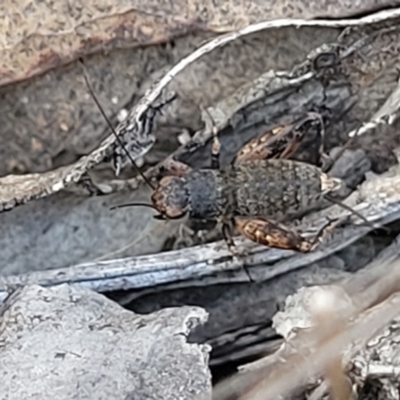 Calperum ottei (A recently described pygmy cricket) at Bobundara Nature Reserve - 12 May 2023 by trevorpreston