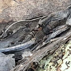 Calperum ottei at Bobundara, NSW - 12 May 2023