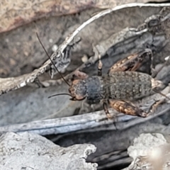 Calperum ottei at Bobundara, NSW - 12 May 2023