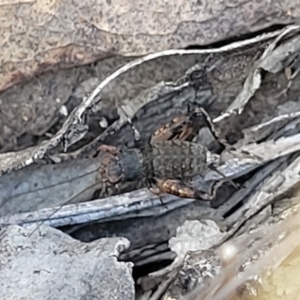 Calperum ottei at Bobundara, NSW - 12 May 2023