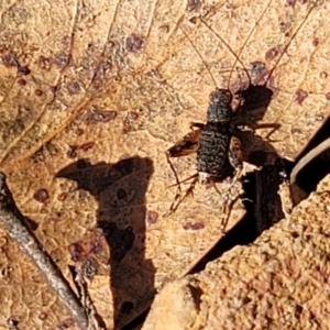 Calperum ottei at Bobundara, NSW - 12 May 2023