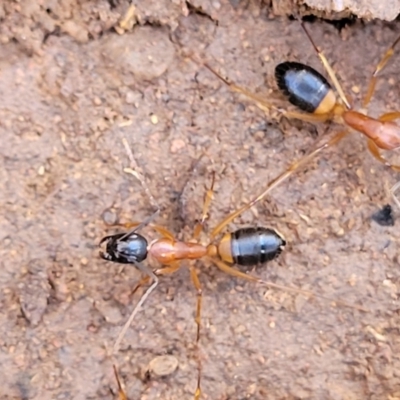 Camponotus consobrinus (Banded sugar ant) at Bobundara Nature Reserve - 12 May 2023 by trevorpreston