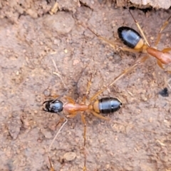 Camponotus consobrinus (Banded sugar ant) at Bobundara, NSW - 12 May 2023 by trevorpreston